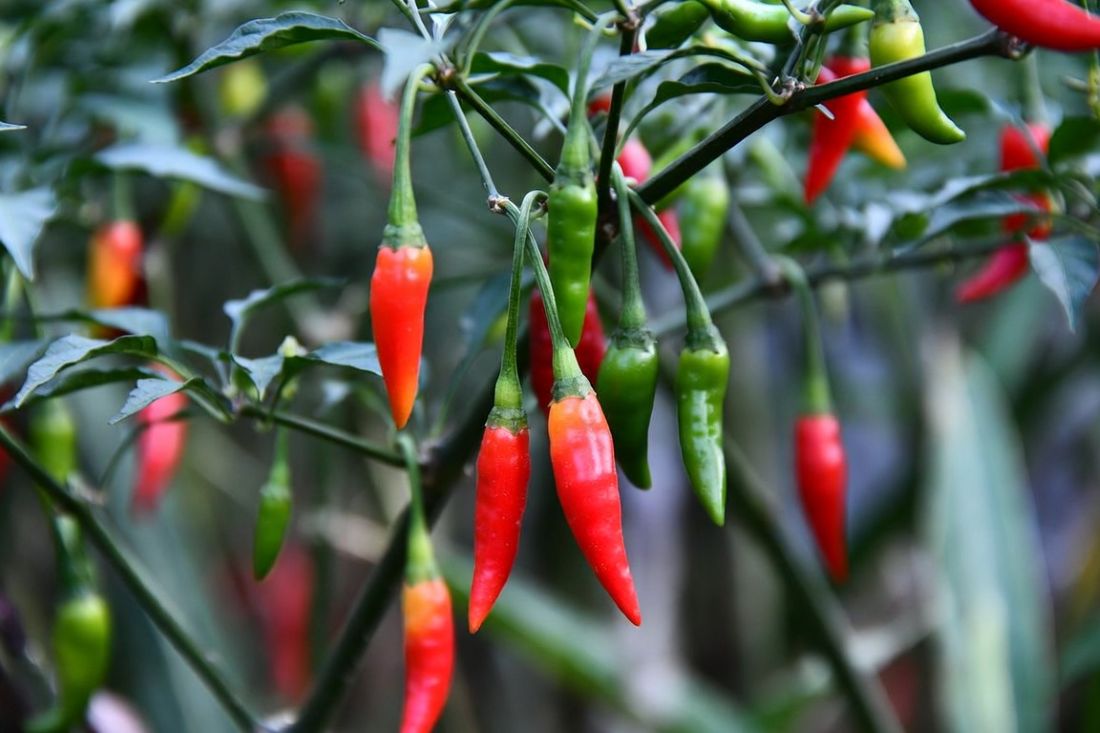 Chilli Prices Soar in Batam, Dampening Traditional Market Activity