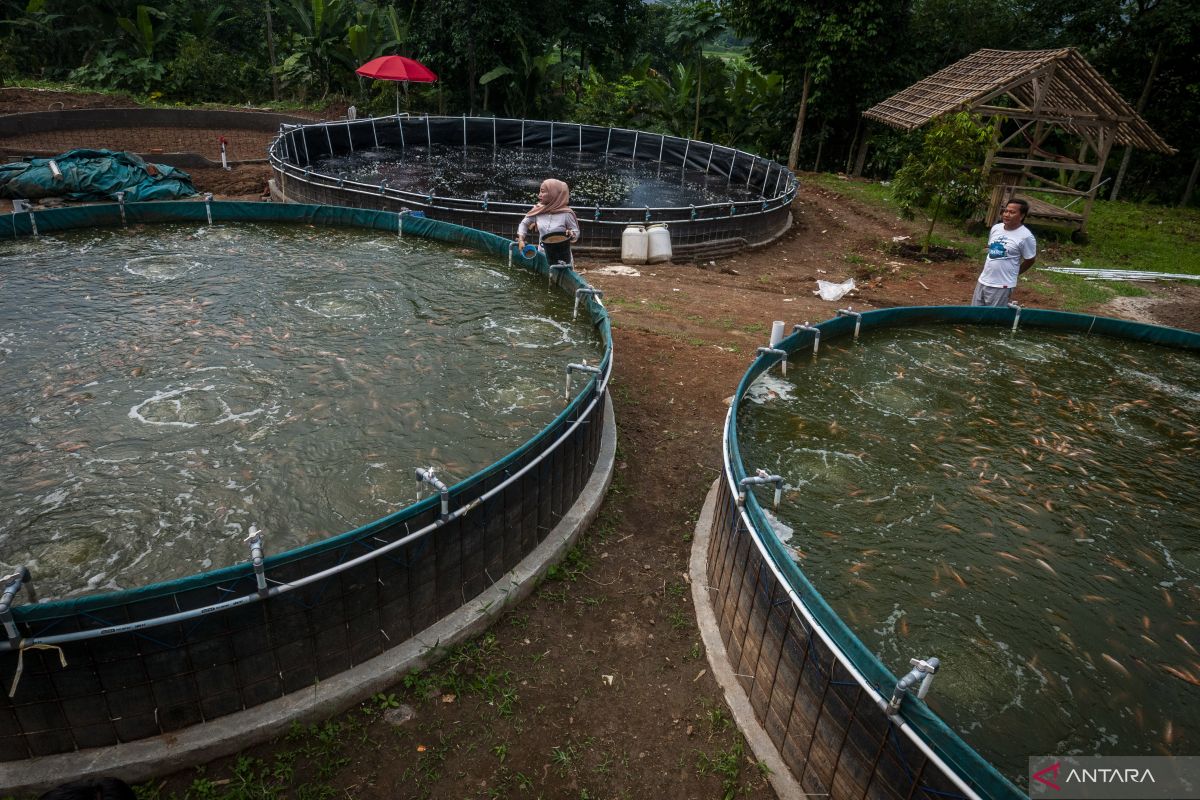 Feed business seen as key profit driver for poultry issuers