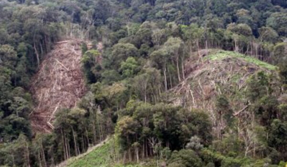 USU Researcher: Leuser Ecosystem Must Be Part of Regional Development Agenda