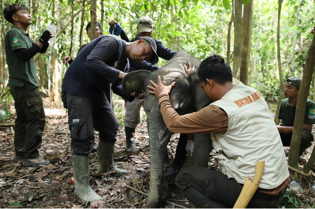 Electric Fences and Snares Threaten Sumatran Elephants in Bukit Tigapuluh