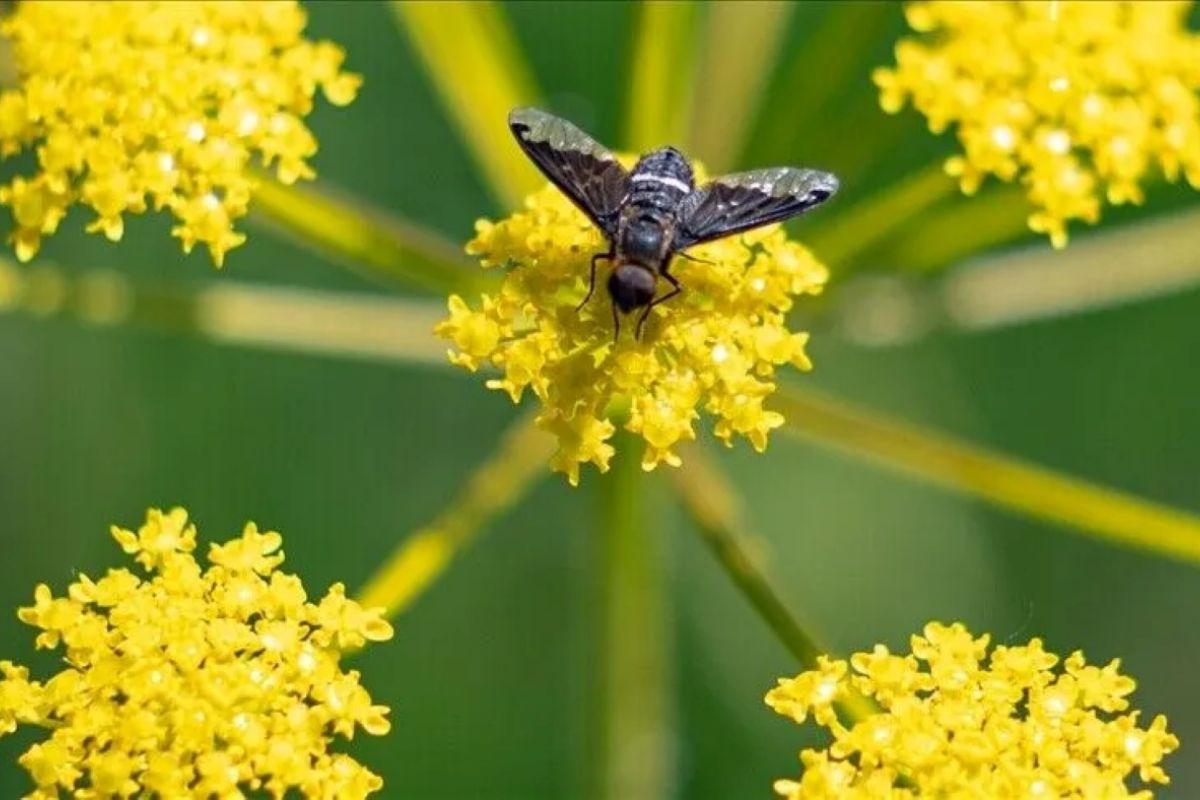 Study reveals millions of insect species remain unidentified