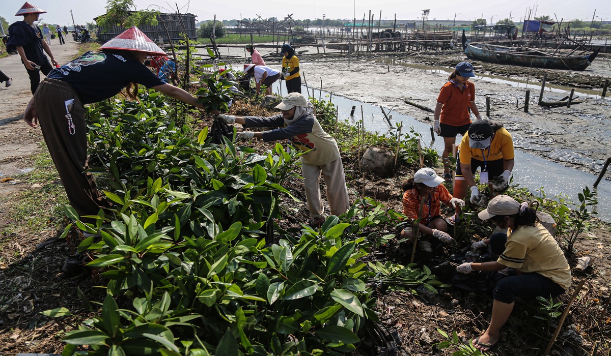 Indonesia Implements Ecological Mangrove Rehabilitation to Restore Coastal Ecosystems