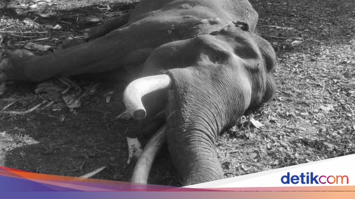 Remembering Indro, the Elephant Captain Who Guarded Tesso Nilo from Conflict