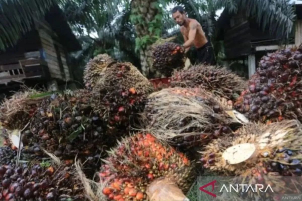Trade Ministry: Weak global demand causes CPO price decline