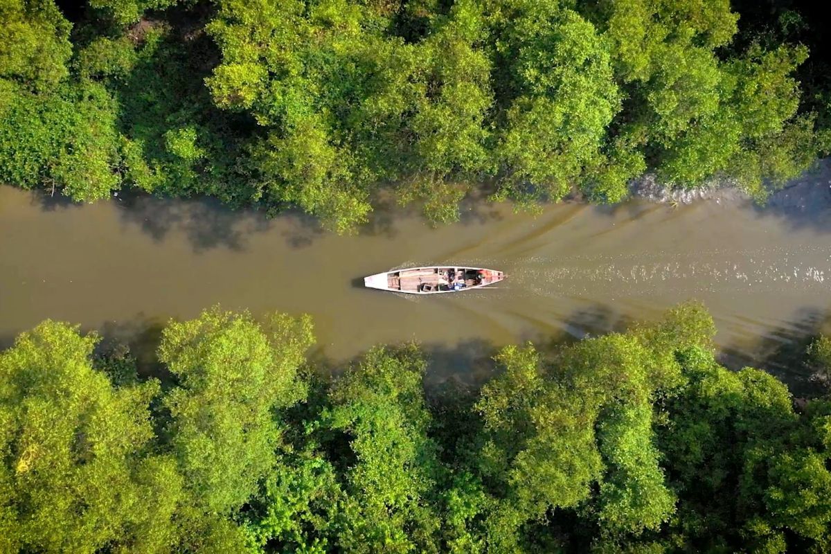 Mangroves Measure Civilisation