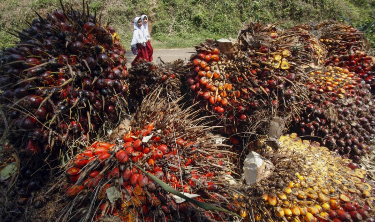 Indonesia Opens Export Opportunities for Palm Oil and Cocoa to Belarus