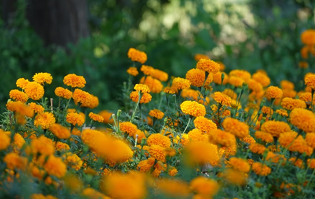 Marigold Petals: From Garden Waste to a Potential Plant-Based Protein Source