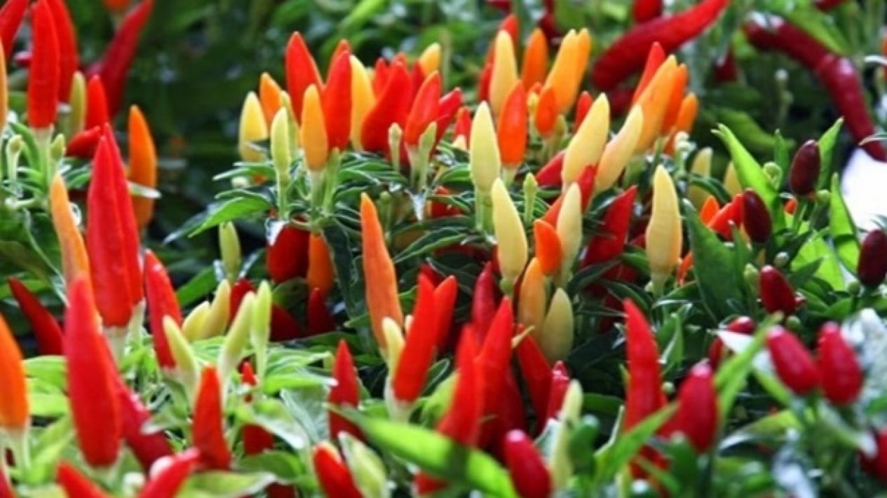 Food Prices Today: Bird's Eye Chilli Creeps Up, Eggs Remain Stagnant