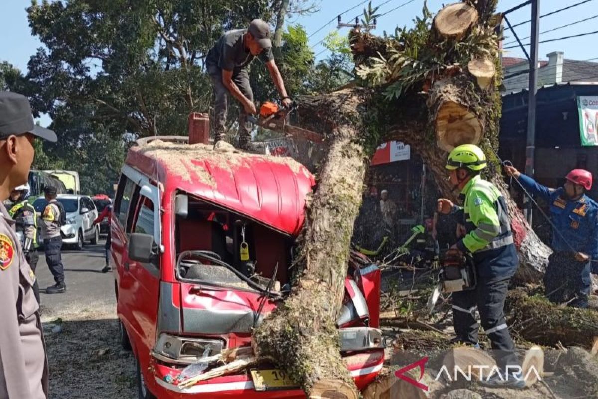 Bandung-Cianjur route reopens after fallen tree cleared