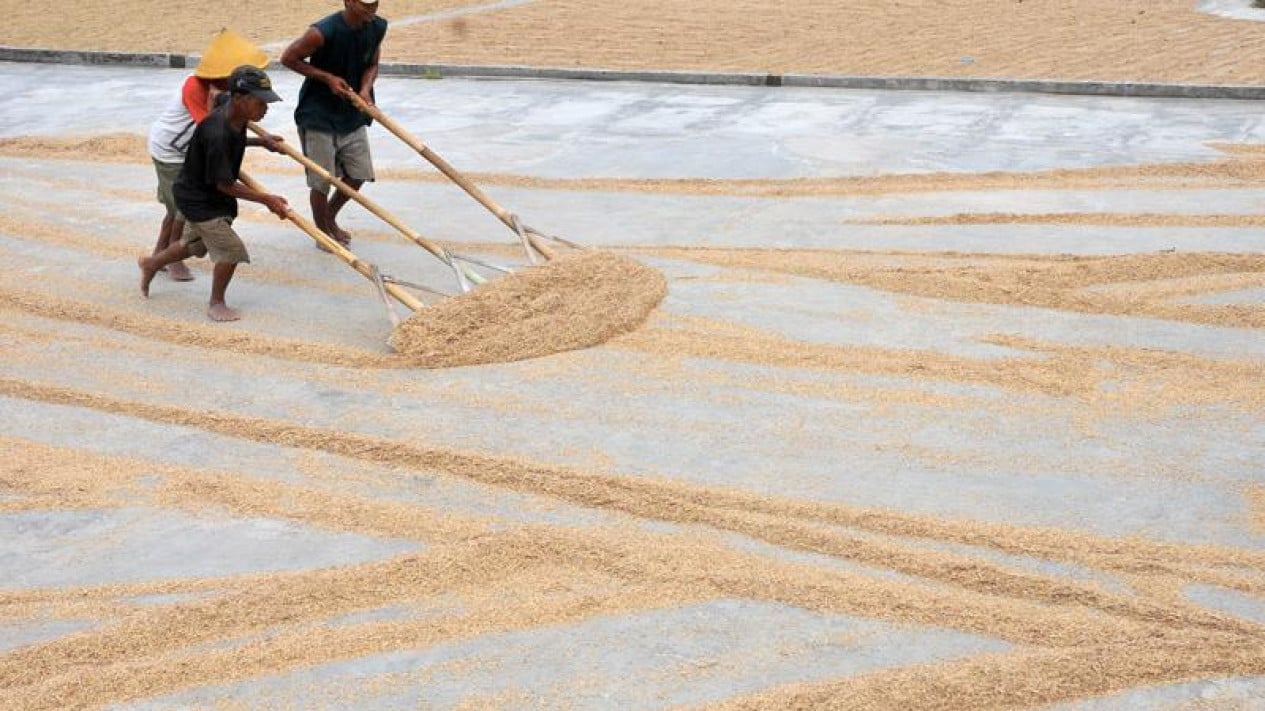 Harvested Area Shrinks, BPS Reports Rice Production Plunges to 4.92 Million Tonnes in May 2026