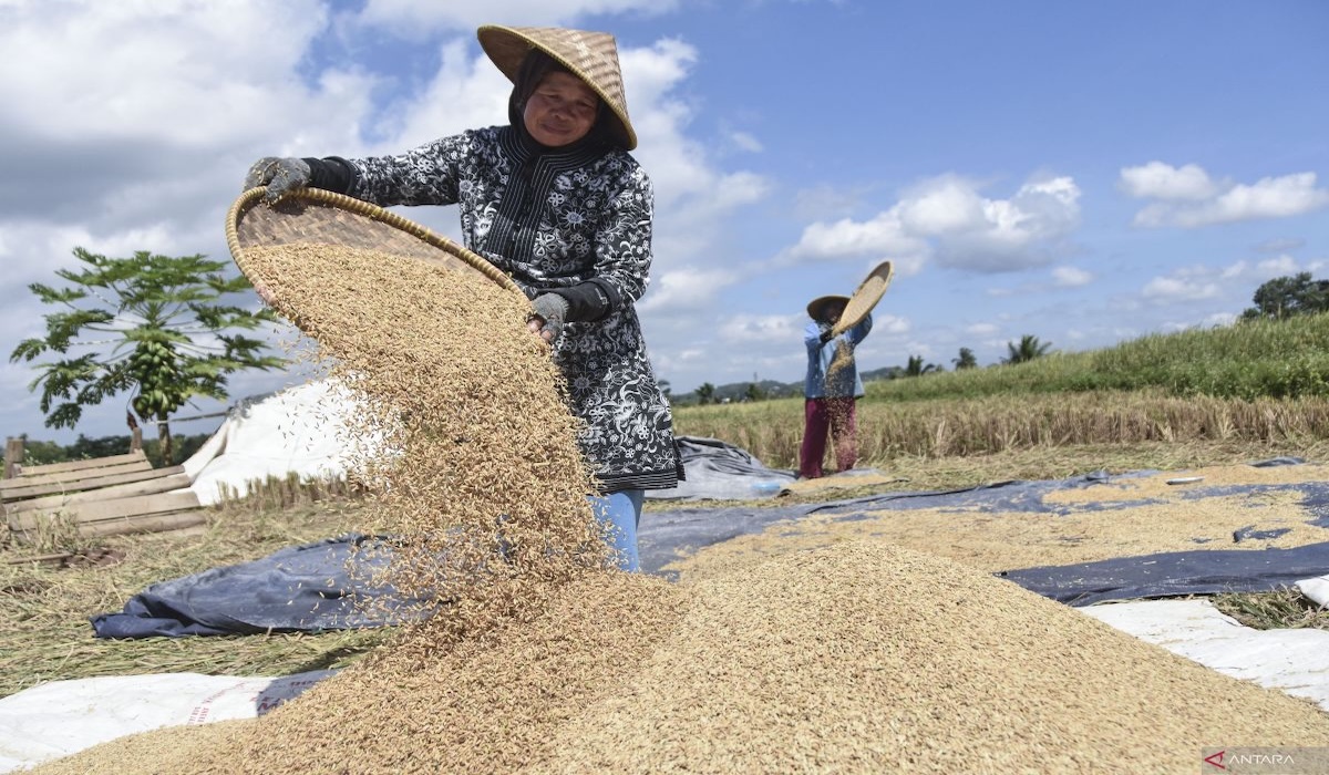 BPS Records May 2026 Paddy Production Falls to 4.92 Million Tonnes GKG