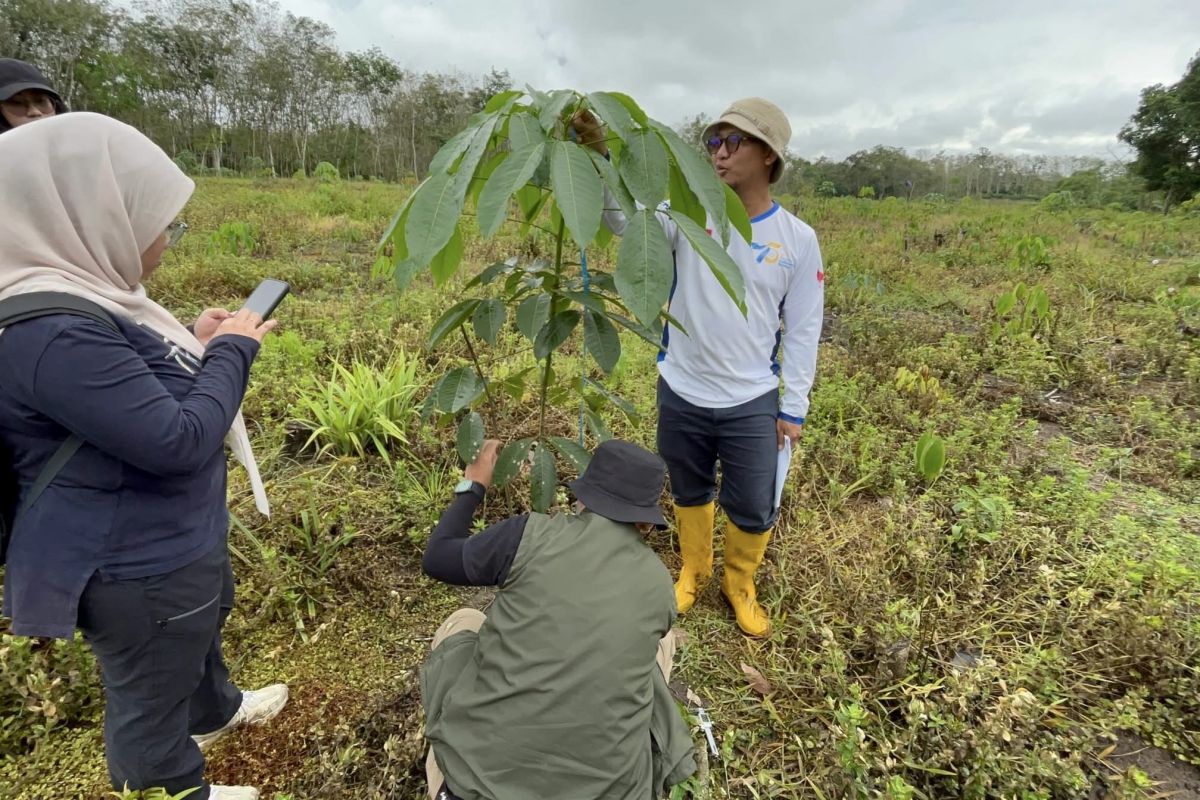 Indonesia prioritizes forest restoration in disaster zones