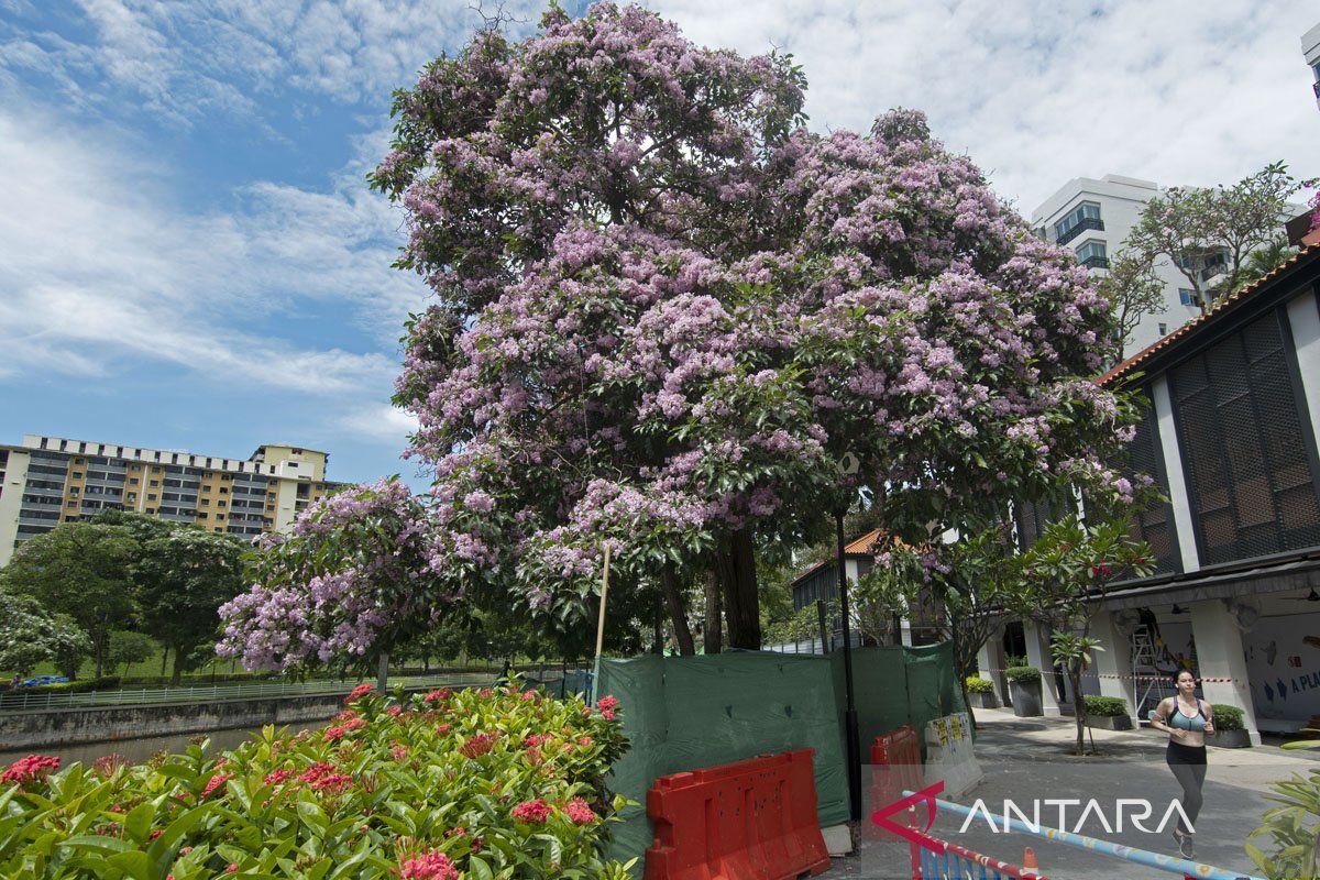 Singapore Launches First National Standard for Tree Pruning