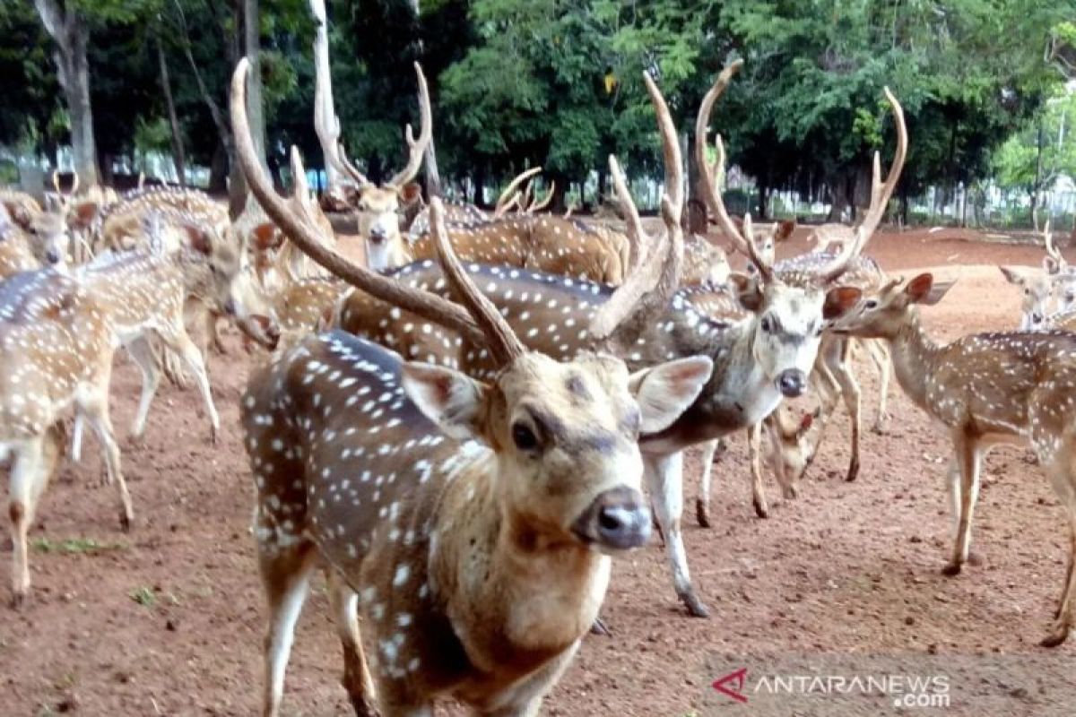 Police: Deer that roamed onto road have returned to Kalibata Heroes Cemetery
