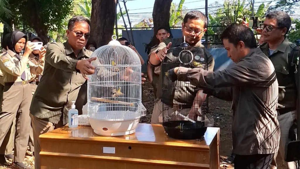 BBKSDA Rescues 570 Wild Animals, Endemic Kalimantan Gibbon Returned to Habitat