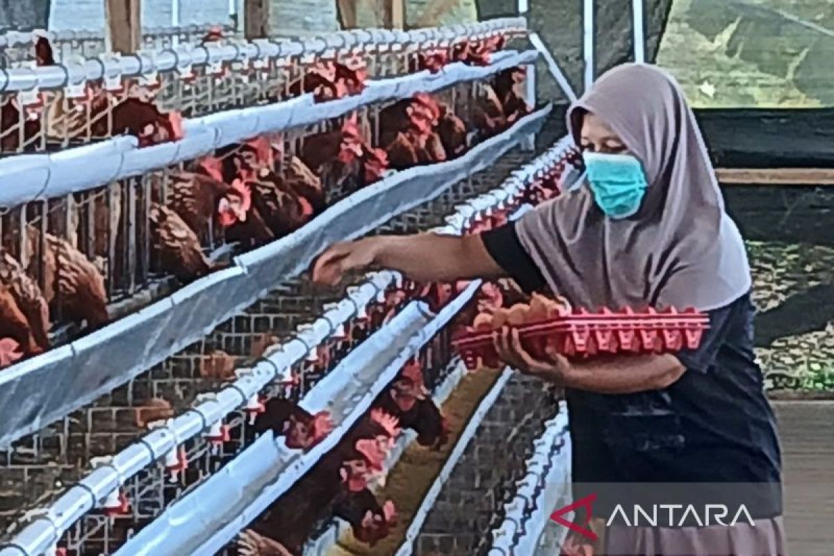 Strengthening Domestic Absorption and Supply Chain Key to Stabilising Chicken and Egg Prices, Say Analysts