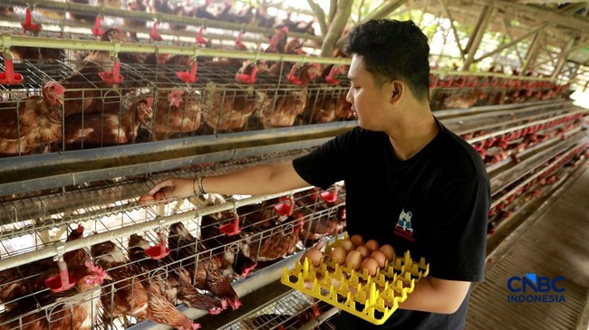 Agriculture Ministry Prepares Measures to Prevent Broiler Egg Prices from Plummeting