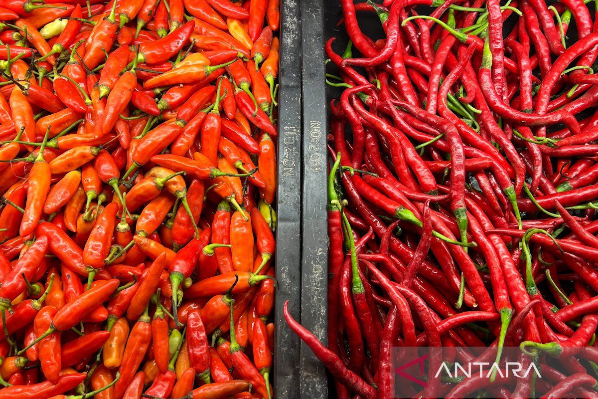 Red Chilli Peppers Reach Rp63,900 per kg, Chicken Eggs at Rp29,250 per kg on Thursday Morning