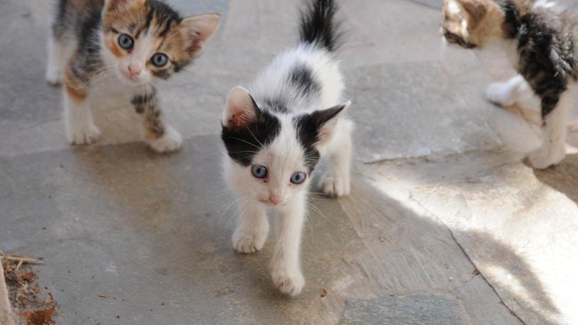 Jakarta Government Launches 'Traktir Kucing' Programme at Public Markets