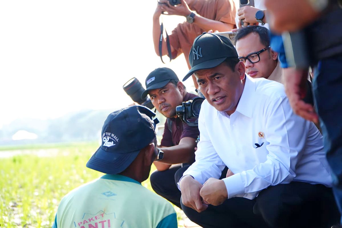 Bapanas Chief: Farmers' Terms of Trade Improve, Reinforcing Food Security