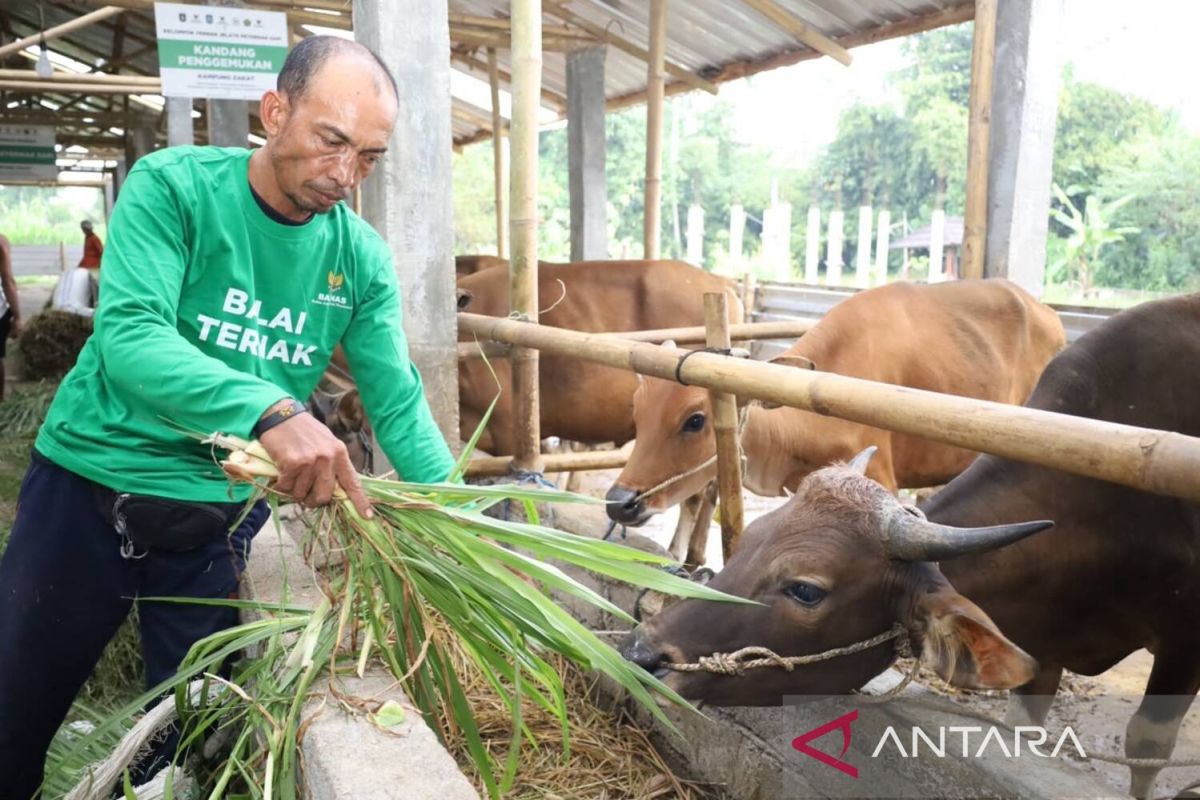 Baznas Qurban Programme Exceeds Target, Boosts Mustahik Economy