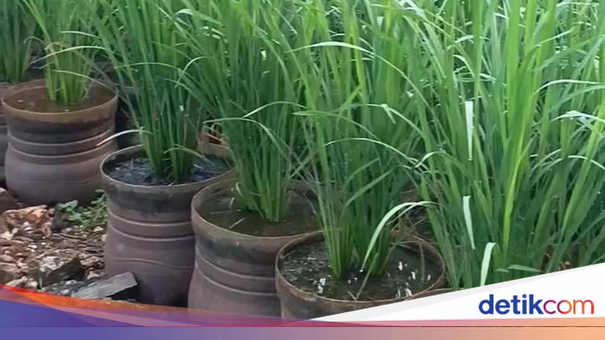 Village Head in Wonosari Hunts for Used Water Gallons to Grow Rice, Harvests One Ounce per Container