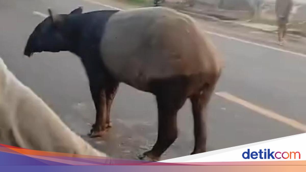 Viral Tapir Spotted Roaming on Sumatra Highway, BKSDA to Investigate