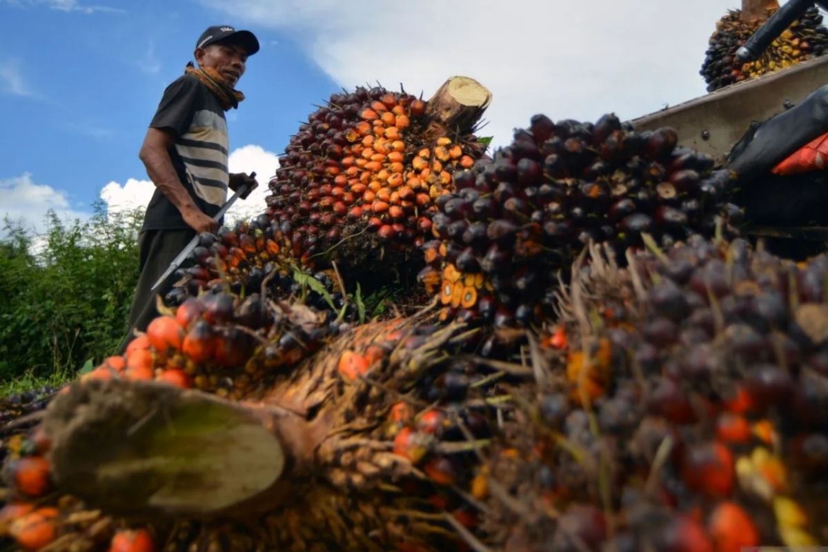 Oil Palm Farmer Regeneration Depends on Human Resource Quality Improvement