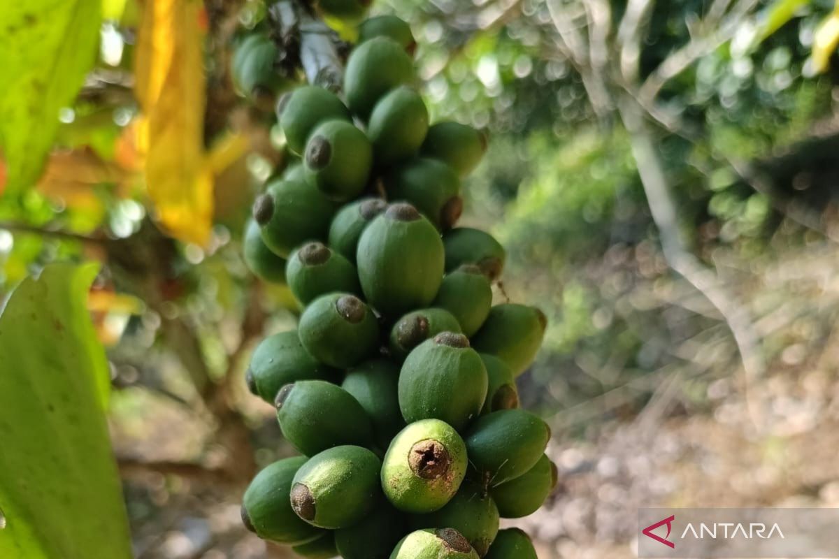 East Kalimantan farmer group cultivates protected forest for liberica coffee