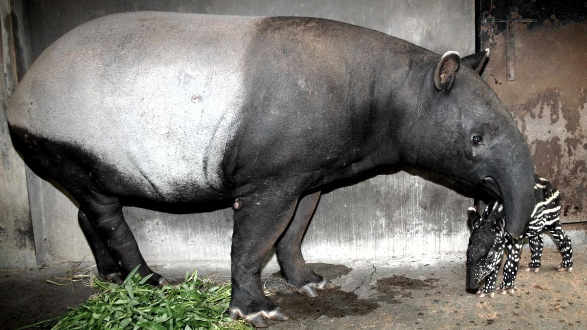 Viral Video Shows Tapir Roaming Along Mesuji Highway in Lampung