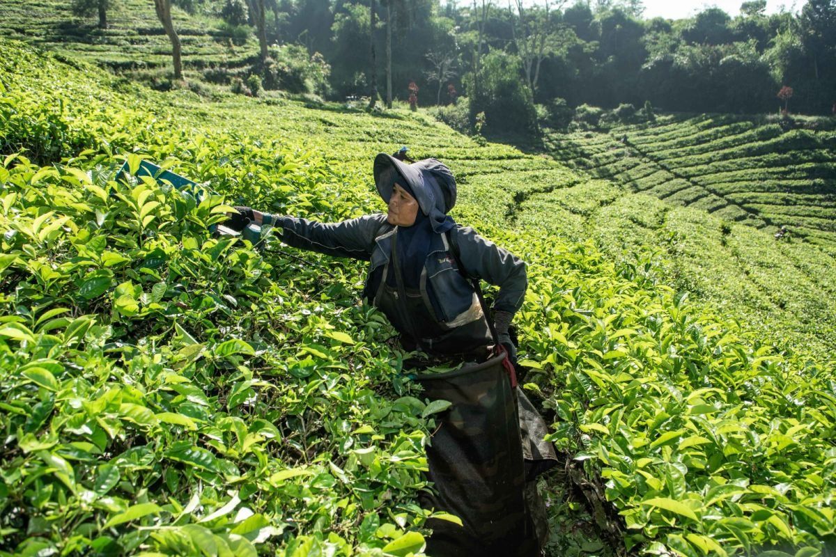 Building the Competitiveness of Indonesian Tea Through Social Governance