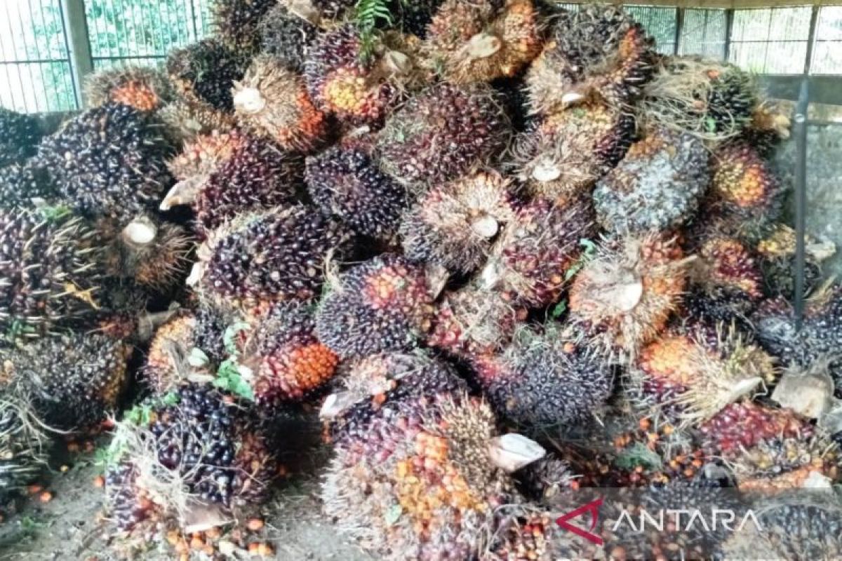 Palm oil downstreaming, a concrete step for Kalimantan's economic diversification