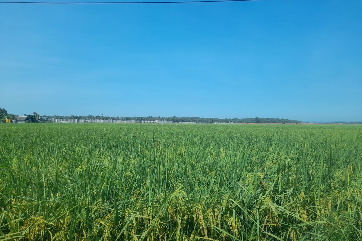 Serang DKPP Optimises 600 Water Pumps to Prevent Harvest Failure