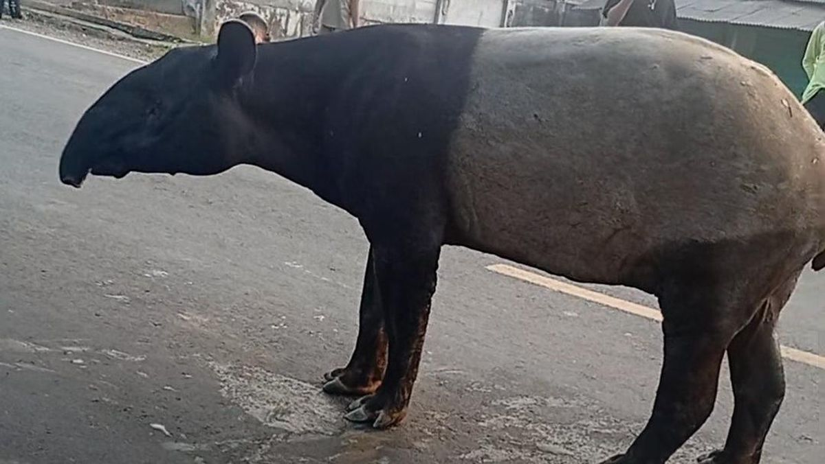 Tapir Sighting on Sumatra's Main Highway in Lampung Draws Netizens' Attention