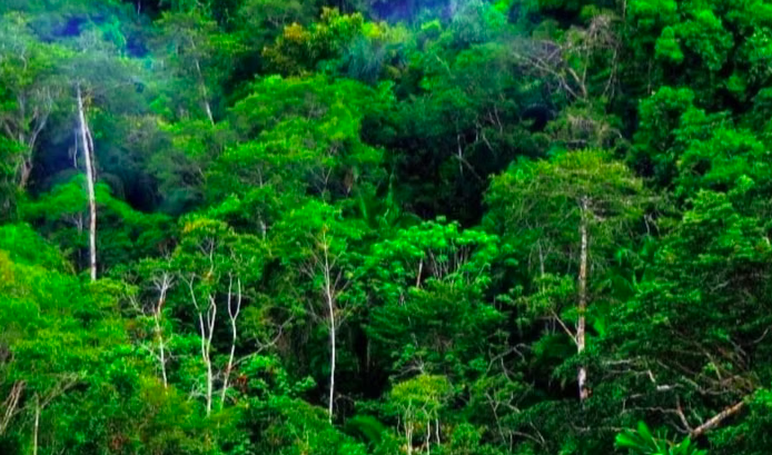 KPK Probes Forest Release in Kuansing, Minister Raja Juli Pledges Full Cooperation