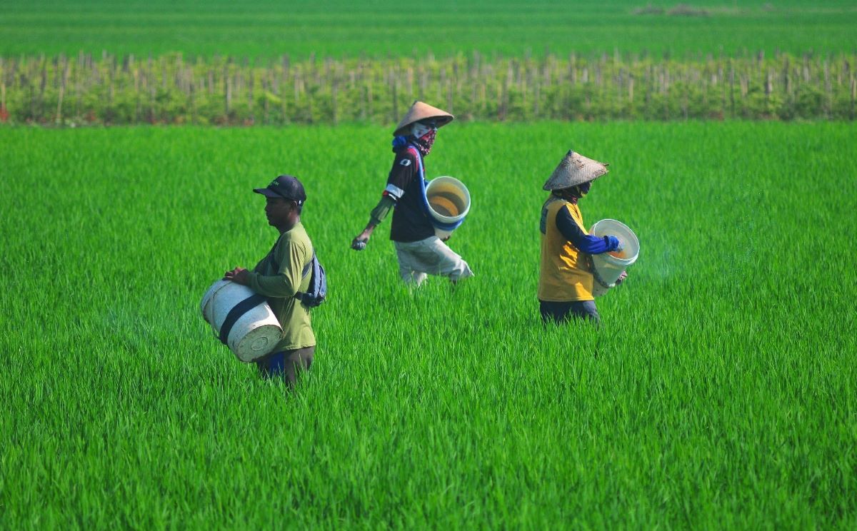 Padang Boosts Food Security Through Quality Fertiliser Distribution