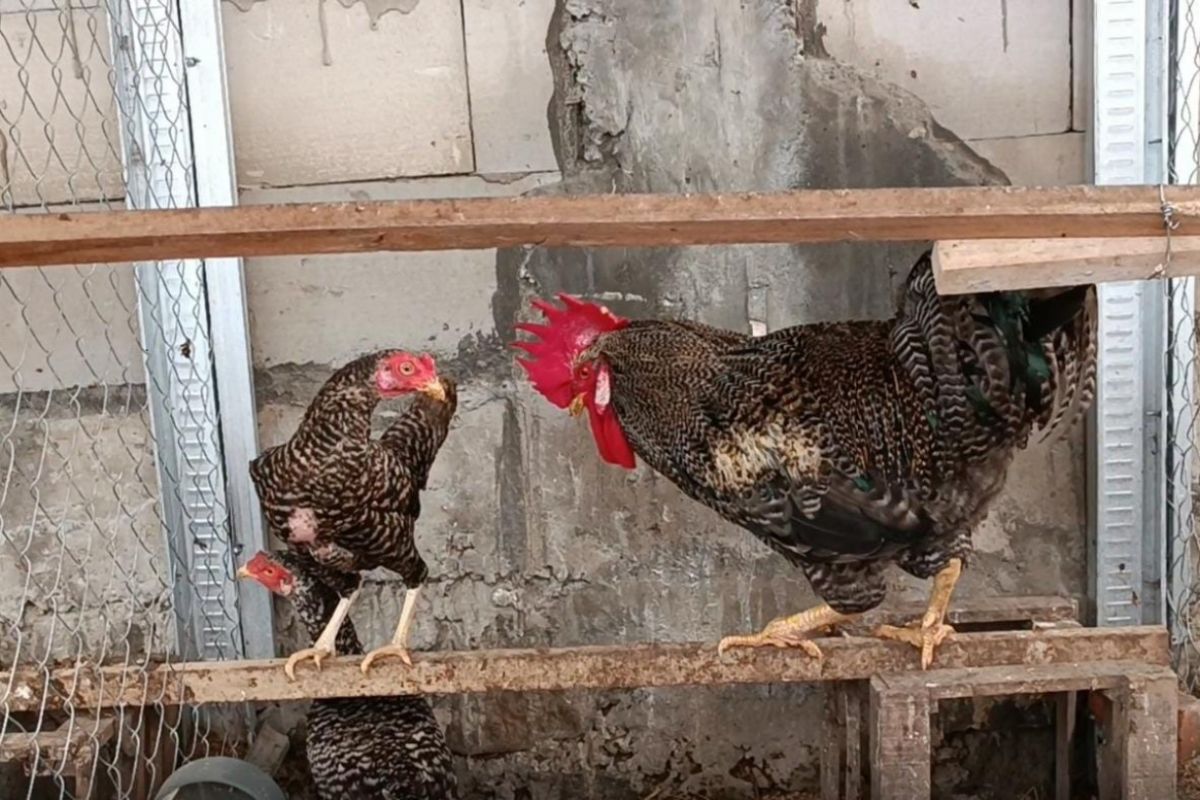 UGM and BRIN develop free-range chicken and maggot farming concept