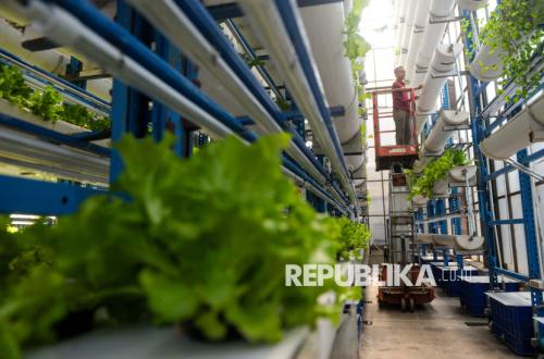 Planting Hope: Vegetable Towers Rise Amidst Jakarta's Urban Sprawl