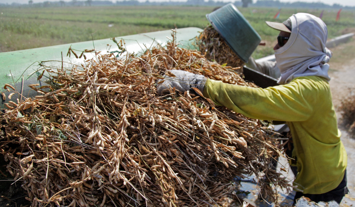 UGM Expert: Market Certainty Key to Local Soybean Self-Sufficiency