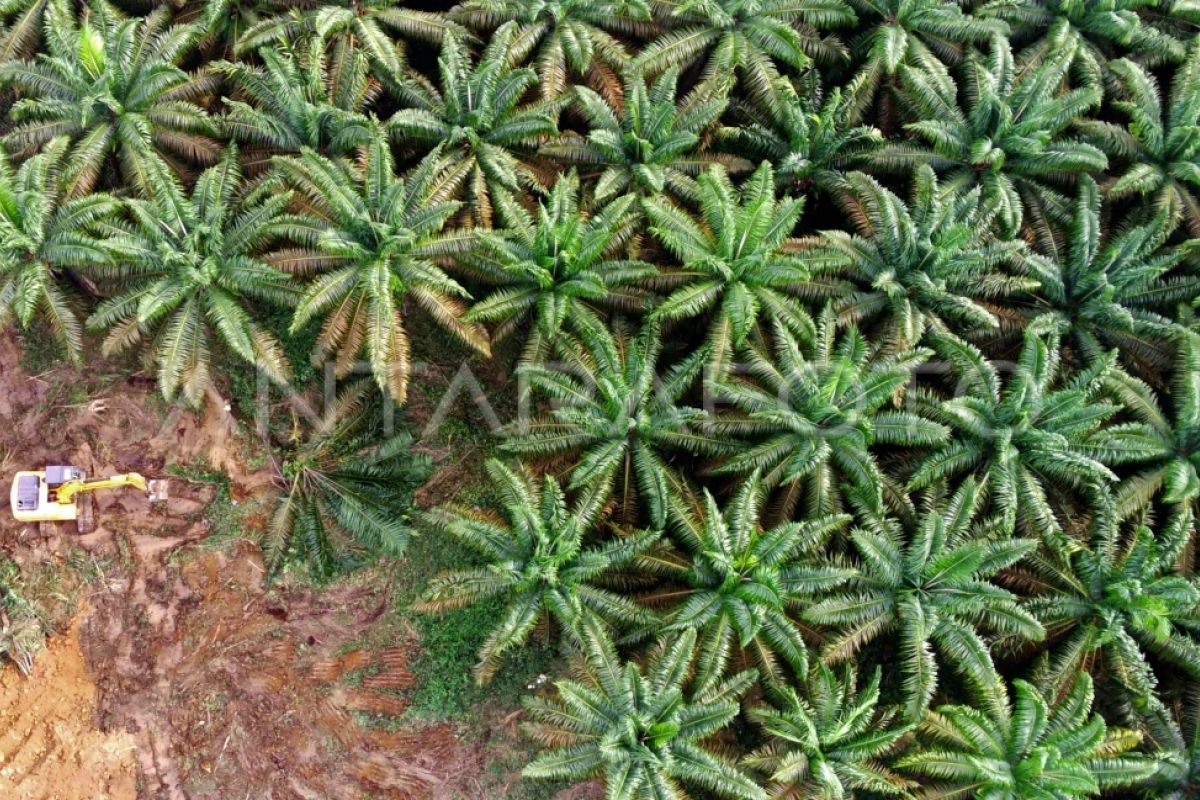 Agrinas Projects 10,000 Workers Needed for Palm Oil Plantations