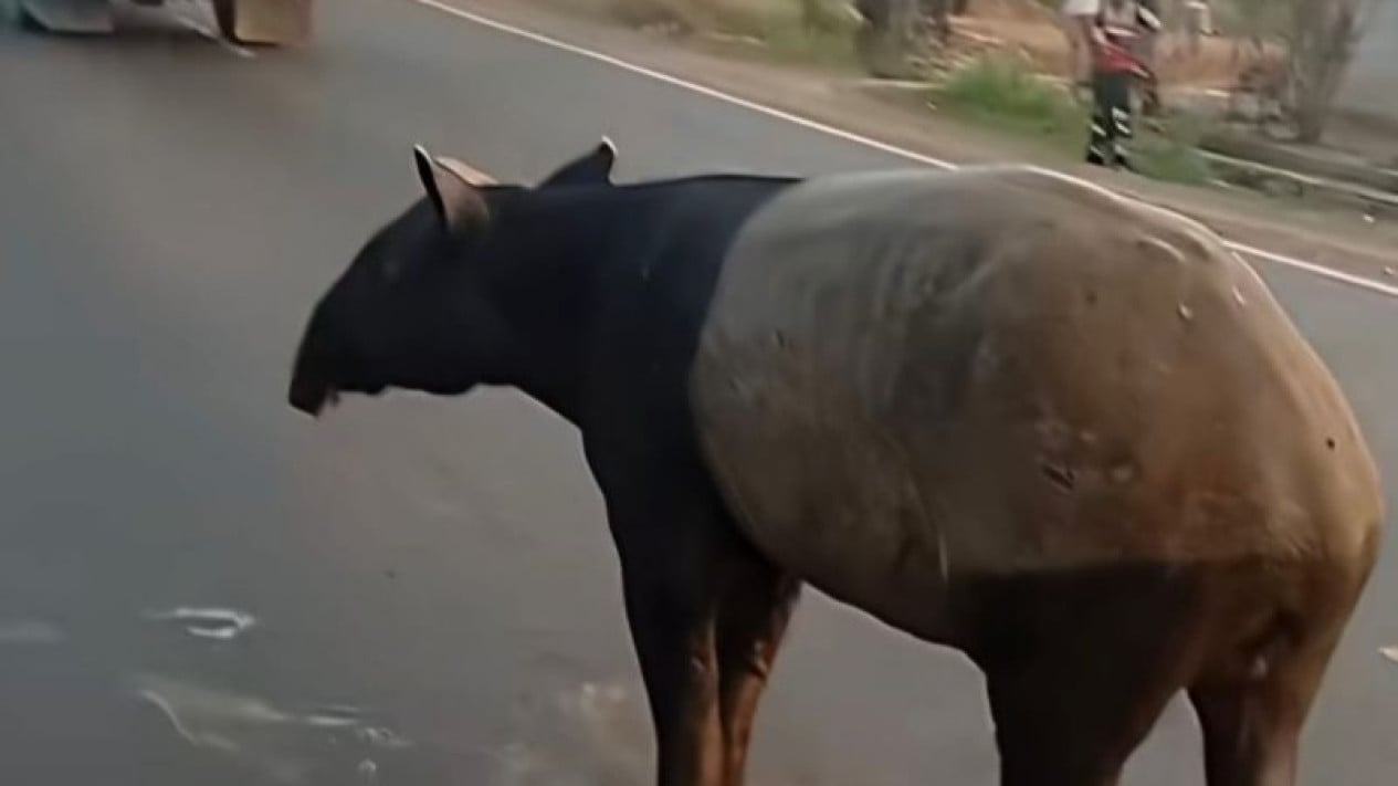 Brutal Killing of Protected Tapir in Lampung Leads to Arrest of Four Suspects