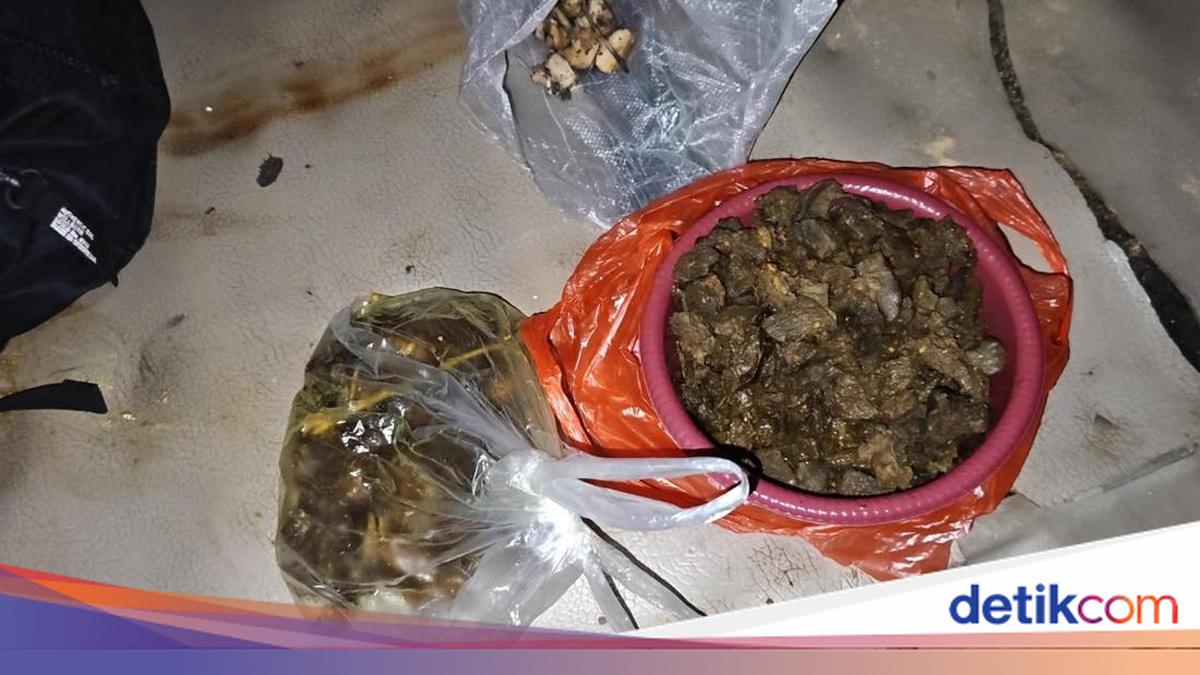 Viral Tapir in Lampung Cooked by Suspects into Rica-rica