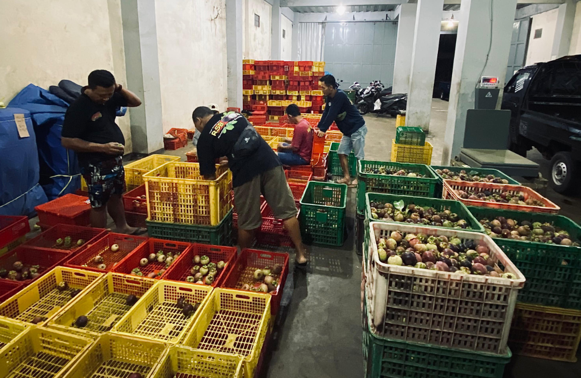 Purwakarta Mangosteen Production Plummets Due to Unpredictable Weather