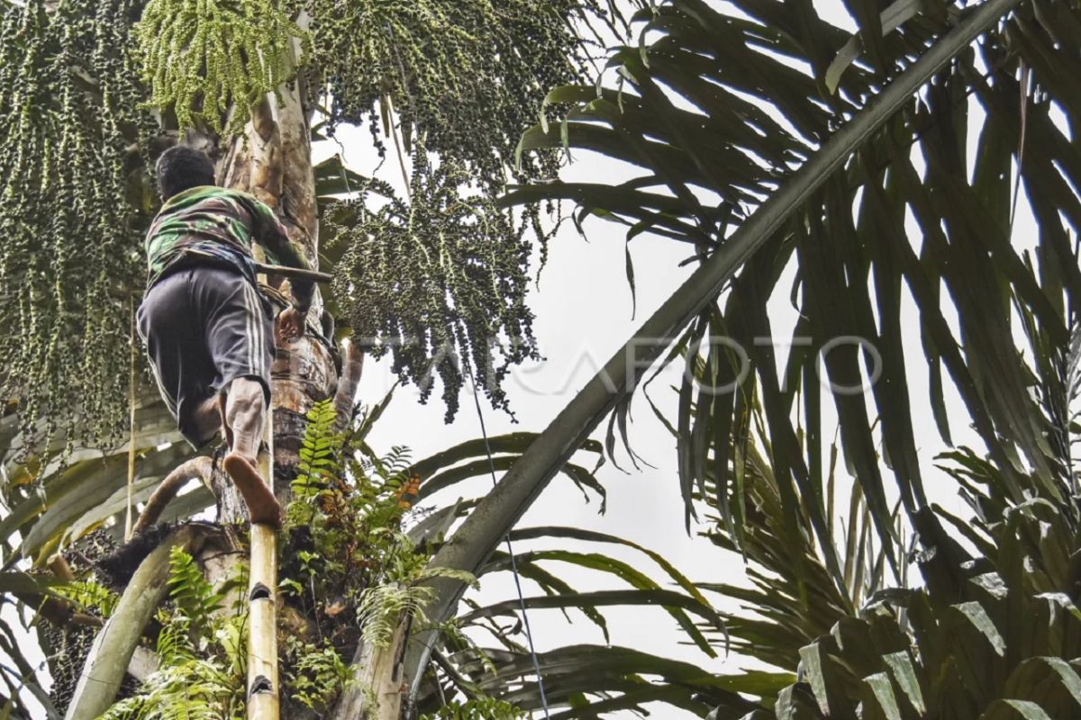 Sugar palm unlocks bioethanol potential in East Kalimantan