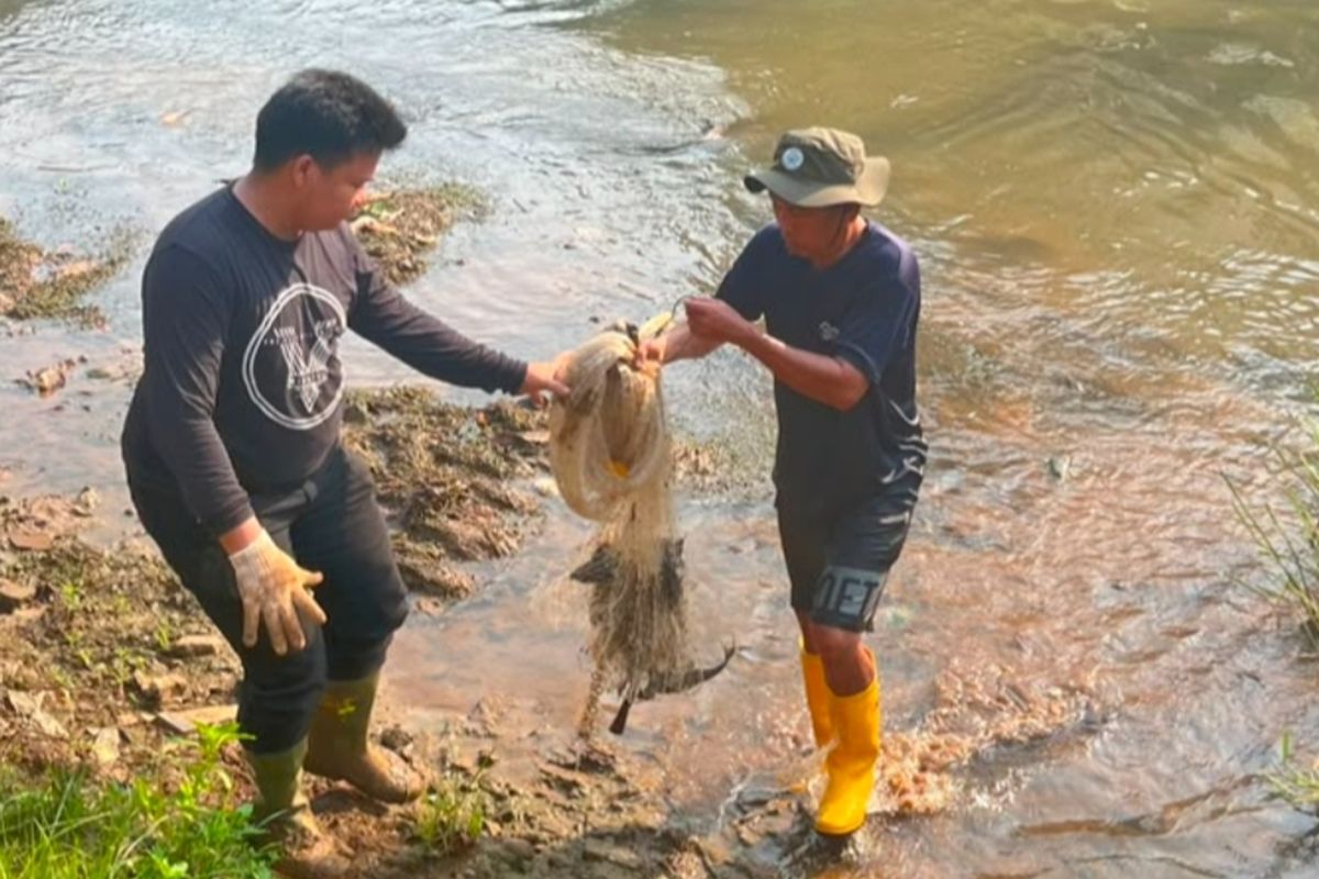 West Jakarta Authorities Remove 93 kg of Invasive Suckermouth Catfish from Pesanggrahan River