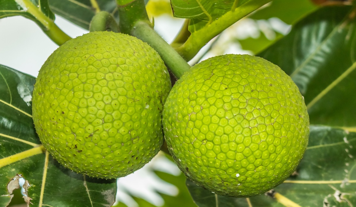 Breadfruit Touted as Indonesia's Local Superfood for Future Food Security
