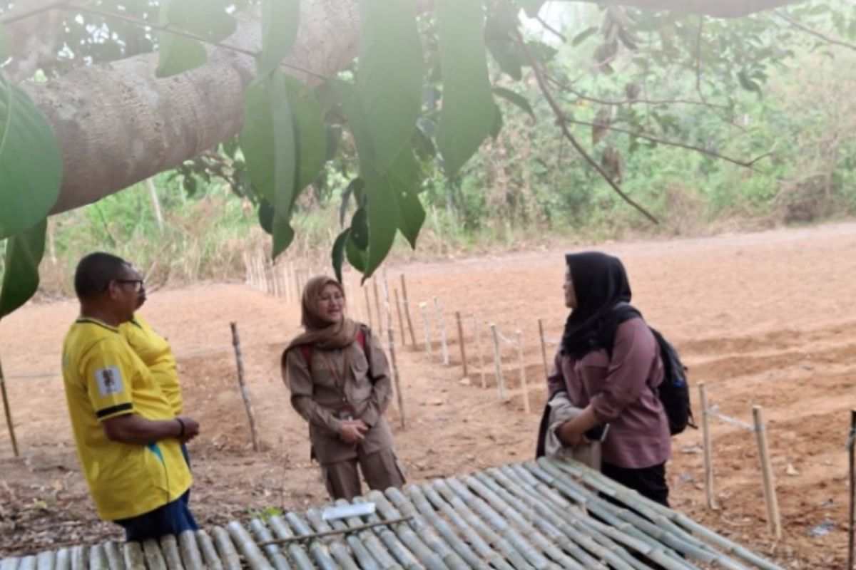 Maluku BBRMP Verifies Expansion of Upland Rice Planting in Aru Islands