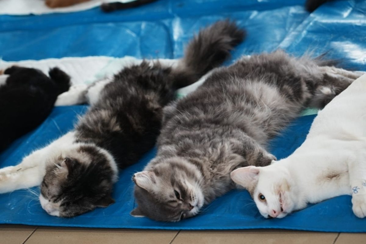West Jakarta KPKP Agency Sterilises 524 Male Cats in First Half of 2026