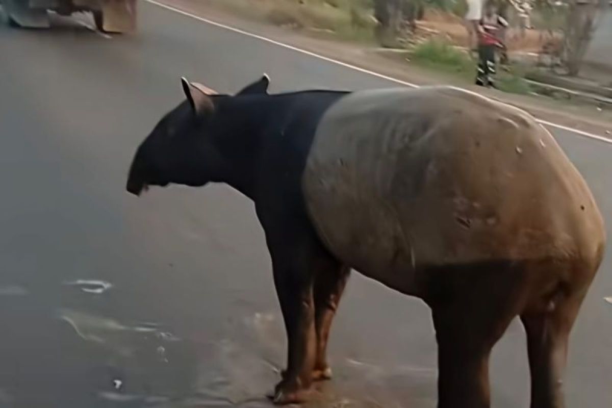 Tapir killing case: Conservationist says early education is key