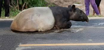 WWF: Tapir Case in Mesuji a Wake-Up Call for Wildlife Protection